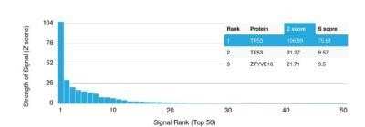 Protein Array: p53 Antibody (TP53/1799R) - Azide and BSA Free [NBP2-59632] - Analysis of Protein Array containing more than 19,000 full-length human proteins. Z- and S- Score: The Z-score represents the strength of a signal that an antibody (in combination with a fluorescently-tagged anti-IgG secondary) produces when binding to a particular protein on the HuProt array. Z-scores are described in units of standard deviations above the mean value of all signals generated on that array. If targets on HuProt are arranged in descending order of the Z-score, the S-score is the difference between the Z-score. S-score therefore represents the relative target specificity of an Ab to its intended target. An Ab is considered to specific to its intended target, if the Ab has an S-score of at least 2.5.