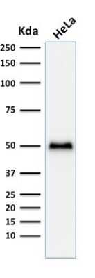 Western Blot: p53 Antibody (TP53/1799R) - Azide and BSA Free [NBP2-59632] - Western Blot Analysis of HeLa cell lysate using p53 Antibody (TP53/1799R).