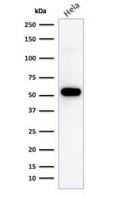 Western Blot: p53 Antibody (TP53/1799R) - Azide and BSA Free [NBP2-59632] - Western blot analysis of HeLa cell lysate using p53 antibody (TP53/1799R).
