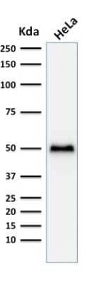 Western Blot: p53 Antibody (TP53/1799R) [NBP2-59631] - Western Blot Analysis of HeLa cell lysate using p53 Antibody (TP53/1799R).