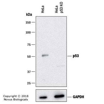 Knockout Validated: p53 Antibody (TRP/816) [NBP2-59626] - Western blot shows lysates of HeLa human cervical epithelial carcinoma parental cell line and p53 knockout (KO) HeLa cell line. PVDF membrane was probed with 0.5 ug/ml of  Mouse Anti-Human HSP27 Monoclonal Antibody (Catalog # NBP2-59626) followed by HRP-conjugated Anti-Mouse IgG Secondary Antibody (catalog number HAF018). Specific band was detected for p53 at approximately 53 kDa (as indicated) in the parental HeLa cell line, but is not detectable in the knockout HeLa cell line. This experiment was conducted under reducing conditions.