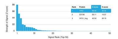 <b>Genetic Strategies Validation. </b>Protein Array: p53 Antibody (TRP/816) [NBP2-59626] - containing more than 19,000 full-length human proteins. Z- and S- Score: The Z-score represents the strength of a signal that an antibody (in combination with a fluorescently-tagged anti-IgG secondary) produces when binding to a particular protein on the HuProt array. Z-scores are described in units of standard deviations above the mean value of all signals generated on that array. If targets on HuProt are arranged in descending order of the Z-score, the S-score is the difference between the Z-score. S-score therefore represents the relative target specificity of an Ab to its intended target. An Ab is considered to specific to its intended target, if the Ab has an S-score of at least 2.5. For example, if Ab binds to protein X with a Z-score of 43 and to protein Y with a Z-score of 14, then the S-score for the binding of that Ab to protein X is equal to 29