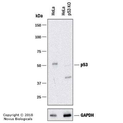 Knockout Validated: p53 Antibody (TRP/817) [NBP2-44982] - Western blot shows lysates of HeLa human cervical epithelial carcinoma parental cell line and p53 knockout (KO) HeLa cell line. PVDF membrane was probed with 0.5 ug/ml of  Mouse Anti-Human HSP27 Monoclonal Antibody (Catalog # NBP2-44982) followed by HRP-conjugated Anti-Mouse IgG Secondary Antibody (catalog number HAF018). Specific band was detected for p53 at approximately 53 kDa (as indicated) in the parental HeLa cell line, but is not detectable in the knockout HeLa cell line. This experiment was conducted under reducing conditions.