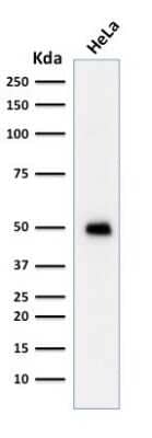 <b>Genetic Strategies Validation. </b>Western Blot: p53 Antibody (TRP/817) [NBP2-44982] - Western Blot Analysis of HeLa cell lysate using p53 Antibody (TRP/817).