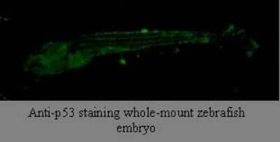 Immunohistochemistry: p53 Antibody (V5P4H6/B3) [NBP2-50231] - Analysis of zebra fish embryo.