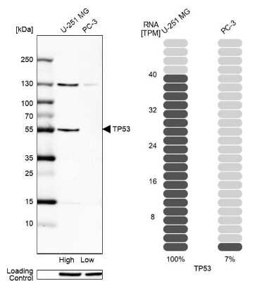 Western Blot: p53 Antibody [NBP2-56234] - Analysis in human cell line U-251 MG and human cell line PC-3.