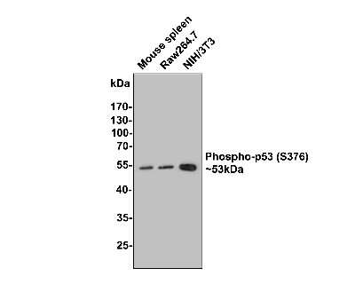 Western Blot: p53 [p Ser376] Antibody (SC57-07) [NBP2-67494] - Analysis of p53 [p Ser376] on different lysates with Rabbit anti-Phospho-p53 (S376) antibody at 1/500 dilution. Lane 1: Mouse spleen tissue lysate (20 ug/Lane) Lane 2: Raw264.7 cell lysate Lane 3: NIH/3T3 cell lysate Lysates/proteins at 10 ug/Lane. Predicted band size: 53 kDa Observed band size: 53 kDa Exposure time: 2 minutes; 10% SDS-PAGE gel. Proteins were transferred to a PVDF membrane and blocked with 5% NFDM/TBST for 1 hour at room temperature. The primary antibody at 1/500 dilution was used in 5% NFDM/TBST at room temperature for 2 hours. Goat Anti-Rabbit IgG - HRP Secondary Antibody at 1:300,000 dilution was used for 1 hour at room temperature.