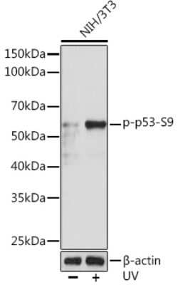 Western Blot: p53 [p Ser9] Antibody (10U5R6) [NBP3-16909] - Western blot analysis of extracts of NIH/3T3 cells, using p53 Rabbit mAb (NBP3-16909) at 1:1000 dilution.NIH/3T3 cells were treated by UV at room temperature for 15-30 minutes. Secondary antibody: HRP Goat Anti-Rabbit IgG (H+L) at 1:10000 dilution. Lysates/proteins: 25ug per lane. Blocking buffer: 3% BSA. Detection: ECL Enhanced Kit. Exposure time: 3min.