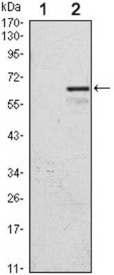 Western Blot: p57 Kip2 Antibody (3E3) [NBP1-51675] - Western blot analysis using CDKN1C mAb against HEK293 (1) and CDKN1C-hIgGFc transfected HEK293 (2) cell lysate.