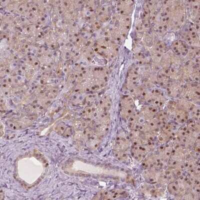 Immunohistochemistry: p62/SQSTM1 Antibody [NBP2-68875] - Immunohistochemical staining of human pancreas shows strong nuclear positivity in exocrine glandular cells.