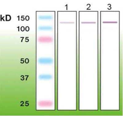 Western Blot: p63/TP73L Antibody (C24-I) [NBP3-08204] - Western blot of p63/TP73L: lane 1 - 100 ng; lane 2 - 200 ng; lane 3 - 500 ng of recombinant human p63/TP63 (N-term GST p63/TP63, aa 1 - 680; H00008626-P01).