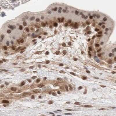 Immunohistochemistry-Paraffin: p66 alpha Antibody [NBP1-87360] - Staining of human placenta.