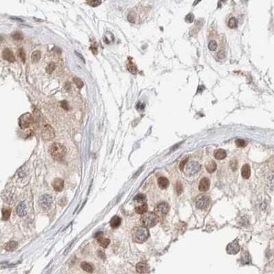 Immunohistochemistry-Paraffin: p66 alpha Antibody [NBP1-87360] - Staining of human testis.