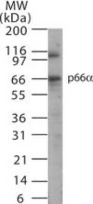 Western Blot p66 alpha Antibody - BSA Free