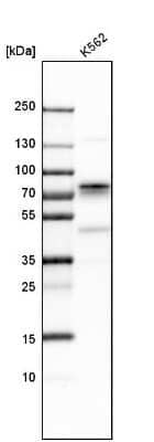 Western Blot: p66 alpha Antibody [NBP1-87359] - Analysis in human cell line K562.