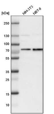 Western Blot: p66 alpha Antibody [NBP1-87359] - Analysis in mouse cell line NIH-3T3 and rat cell line NBT-II.