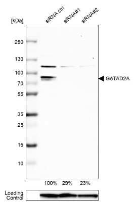 Western Blot p66 alpha Antibody - BSA Free