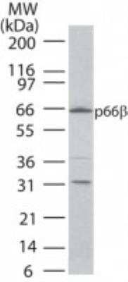 Western Blot p66 beta Antibody