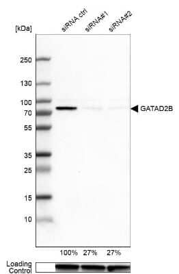 Western Blot p66 beta Antibody - BSA Free
