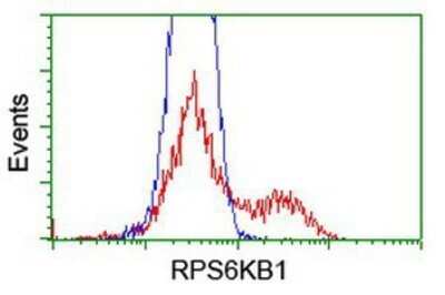 Flow Cytometry: p70 S6 Kinase/S6K Antibody (OTI1G4) - Azide and BSA Free [NBP2-73209] - HEK293T cells transfected with either overexpression plasmid (Red) or empty vector control plasmid (Blue) were immunostaining by anti-S6K antibody, and then analyzed by flow cytometry.