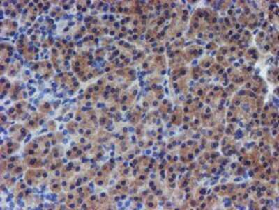 Immunohistochemistry: p70 S6 Kinase/S6K Antibody (OTI1G4) - Azide and BSA Free [NBP2-73209] - Staining of paraffin-embedded Human pancreas tissue using anti-S6K mouse monoclonal antibody.