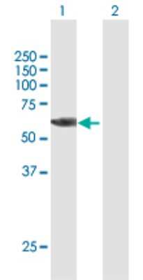 Western Blot: p70 S6 Kinase beta/S6K2 Antibody [H00006199-B02P] - Analysis of RPS6KB2 expression in transfected 293T cell line by RPS6KB2 polyclonal antibody.  Lane 1: RPS6KB2 transfected lysate(53.02 KDa). Lane 2: Non-transfected lysate.
