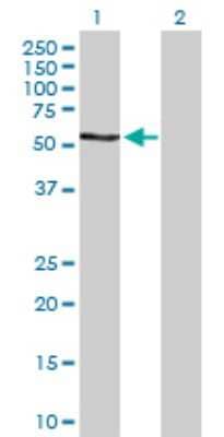 Western Blot: p70 S6 Kinase beta/S6K2 Antibody [H00006199-D02P] - Analysis of RPS6KB2 expression in transfected 293T cell line by RPS6KB2 polyclonal antibody.Lane 1: RPS6KB2 transfected lysate(53.40 KDa).Lane 2: Non-transfected lysate.
