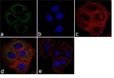 Immunofluorescence: p73 Antibody (ER-15) [NB600-1279] - Analysis of p73 alpha/beta was performed using 70% confluent log phase MCF-7 cells. 