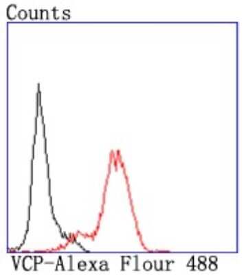 Flow Cytometry: p97/VCP Antibody (JM11-15) [NBP2-67008] - Flow cytometric analysis of HL-60 cells with p97/VCP antibody at 1/50 dilution (red) compared with an unlabeled control (cells without incubation with primary antibody; black). Alexa Fluor 488-conjugated goat anti rabbit IgG was used as the secondary antibody.