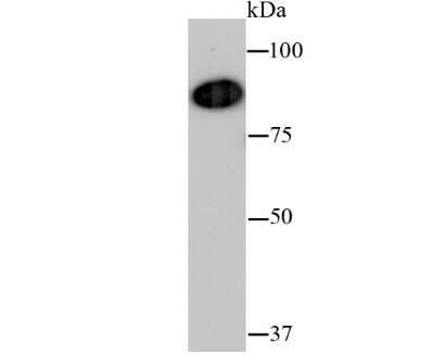 Western Blot: p97/VCP Antibody (JM11-15) [NBP2-67008] - Analysis of VCP on hybrid fish (crucian-carp) heart tissue lysate using anti-VCP antibody at 1/500 dilution.