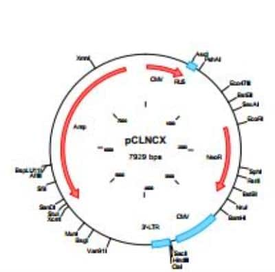 pCLNCX Retrovirus Expression Vector [NBP2-29502] - Schematic presentation of pCLNCX vector: CMV  immediate early promoter/enhancer allows highefficiency  transcription in 293 cells. However, this  is lost during viral replication. Hence, the gene of  interest cloned into Eco RI cloning site is driven  by Moloney MLV and murine sarcoma virus LTR  (RU5). For expression under the control of CMV  early promoter/enhancer, the gene of interest  should be cloned into Hind III or Cla I site.