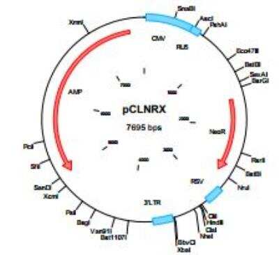 pCLNRX Retrovirus Expression Vector [NBP2-29538] - Schematic presentation of pCLXSN vector: CMV  immediate early enhancer-promoter allows highefficiency  transcription in 293 cells. However, this  is lost during viral replication. Hence, the gene of  interest cloned into Eco RI, Xho I, or Bam HI  cloning site is driven by Moloney MLV and  murine sarcoma virus LTR (RU5).