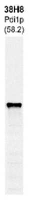 Western Blot: Pdi1p Antibody (38H8) [NBP1-05391] - Western Blot analysis of whole yeast protein extracts detected Pdi1p.  Molecular weight detected is 58.2 kDa.