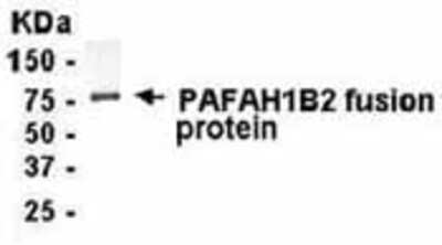 Western Blot: E coli-derived fusion protein as test antigen. Affinity-purified IgY dilution: 1:2000, Goat anti-IgY-HRP dilution: 1:1000. Colorimetric method for signal development. ( anti-PAFAH1B2 )  