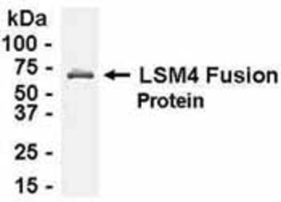 Western Blot: E coli-derived fusion protein as test antigen. Affinity-purified IgY dilution: 1:2000, Goat anti-IgY-HRP dilution: 1:1000. Colorimetric method for signal development. ( anti-LSM4 )  