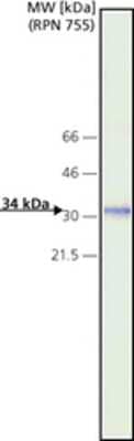 Western Blot: Cathepsin D Antibody (NB600-1295) - WB analysis of MCF7 Human breast carcinoma cells were separated on SDS-PAGE and probed with Monoclonal AB to Cathepsin D (NB600-1295) at 1/4,000. The antibody was developed with AlkPhos APA mouse Fab ads HIgG conjugate (Cat. No. A1293) and a NBT/BCIP substrate.