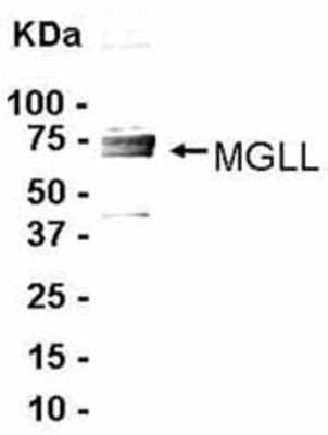 Western Blot: Monoglyceride Lipase Antibody [NB100-2493] - Western Blot: E coli-derived fusion protein as test antigen. Affinity-purified IgY dilution: 1:2000, Goat anti-IgY-HRP dilution: 1:1000. Colorimetric method for signal development. ( anti-MGLL )