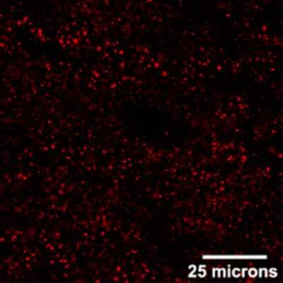 Immunohistochemistry: Neuropeptide Q/NPQ Antibody [NB100-2532] - Detection of  neuropeptide Q in rat brain (cortex) using Cy 3-conjugated donkey anti-guinea pig secondary antibodies (red color).
