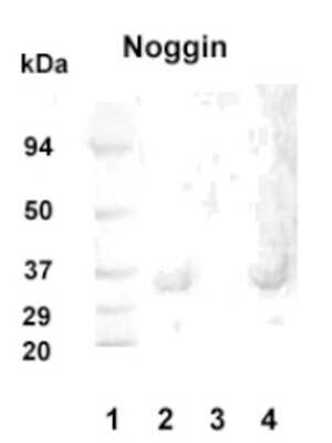 Western Blot: Noggin Antibody [NB110-40413] - Western blot detection of Noggin in 20 ug of human hippocampus tissue lysate (lanes 2 and 4) with Noggin polyclonal at 1:1000 dilution followed by AP-conjugated secondary at 1:5000 dilution. MW marker lane 1. Peptide absorption control lane 3.