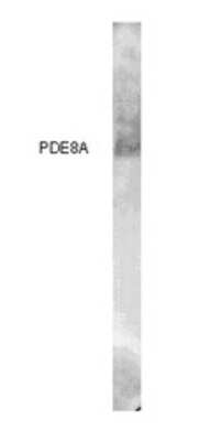 Western Blot PDE8A Antibody