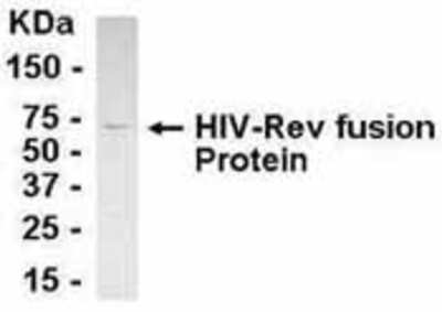 Western Blot: E coli-derived fusion protein as test antigen. Affinity-purified IgY dilution: 1:2000, Goat anti-IgY-HRP dilution: 1:1000. Colorimetric method for signal development. (anti-rev)