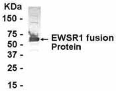 Western Blot: E coli-derived fusion protein as test antigen. Affinity-purified IgY dilution: 1:2000, Goat anti-IgY-HRP dilution: 1:1000. Colorimetric method for signal development. (anti-EWSR1)