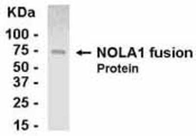 Western Blot NOLA1 Antibody