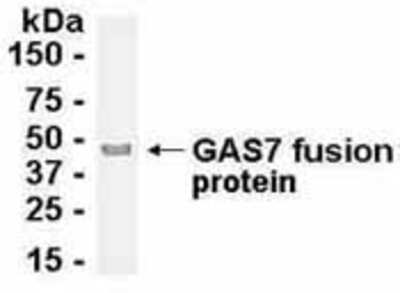 Western Blot: E coli-derived fusion protein as test antigen. Affinity-purified IgY dilution: 1:2000, Goat anti-IgY-HRP dilution: 1:1000. Colorimetric method for signal development. ( anti-GAS7 )