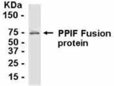 Western Blot: E coli-derived fusion protein as test antigen. Affinity-purified IgY dilution: 1:2000, Goat anti-IgY-HRP dilution: 1:1000. Colorimetric method for signal development. ( anti-PPIF )