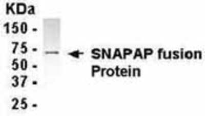 Western Blot: E coli-derived fusion protein as test antigen. Affinity-purified IgY dilution: 1:2000, Goat anti-IgY-HRP dilution: 1:1000. Colorimetric method for signal development. ( anti-SNAPAP )