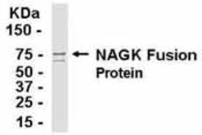 Western Blot: E coli-derived fusion protein as test antigen. Affinity-purified IgY dilution: 1:2000, Goat anti-IgY-HRP dilution: 1:1000. Colorimetric method for signal development. ( anti-GNK )