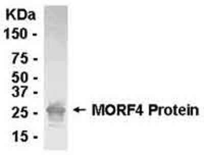 Western Blot: E coli-derived fusion protein as test antigen. Affinity-purified IgY dilution: 1:2000, Goat anti-IgY-HRP dilution: 1:1000. Colorimetric method for signal development. ( anti-MORF4 )