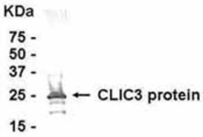 Western Blot: Human Placenta protein extract as test antigen, loaded 70ug per lane. Affi-pure IgY dilution: 1:500, Goat anti-IgY-HRP dilution: 1:1000. Colorimetric method for signal development. ( anti-CLIC3 )