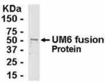 Western Blot: E coli-derived fusion protein as test antigen. Affinity-purified IgY dilution: 1:2000, Goat anti-IgY-HRP dilution: 1:1000. Colorimetric method for signal development. ( anti-UME6 )